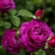 Trandafir floribund Heidi Klum Rna